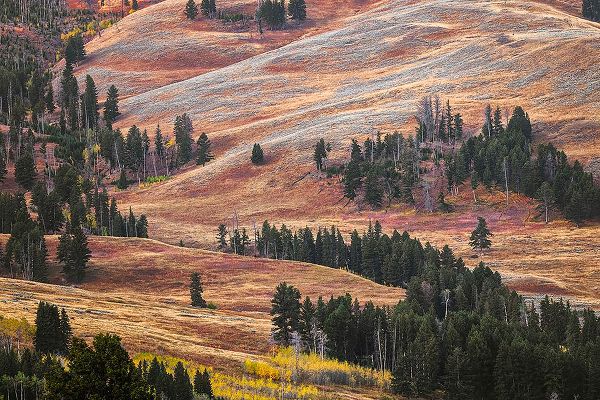 Jones, Adam 아티스트의 Rolling hills in colorful autumn display-Lamar Valley-Yellowstone National Park-Wyoming작품입니다.